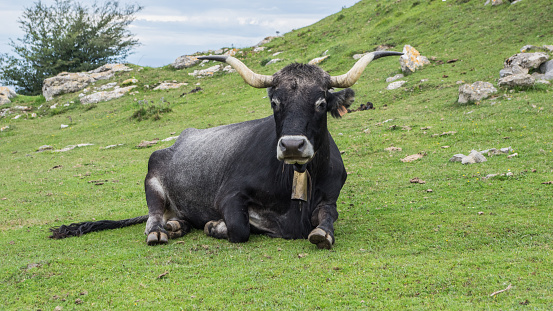 Specimen of traditional Spanish breed of cattle from Cantabria.