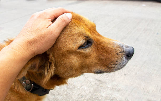 istock Hand patting on dog head 1267168540