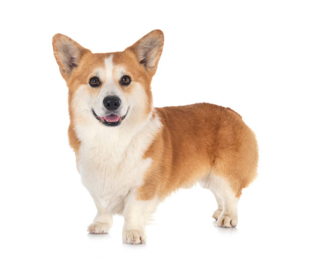istock Pembroke Welsh Corgi 1267168656