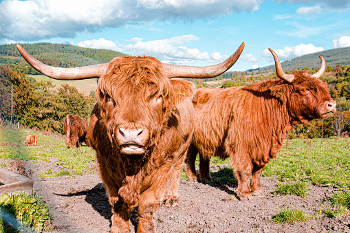 Flock of Scottish highland cattle on a sunny day in the Speyside (Scotland)