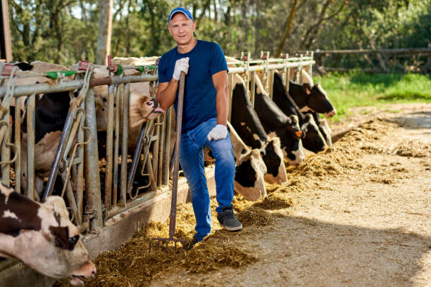 istock Farmer is working on farm with dairy cows. 1267170212