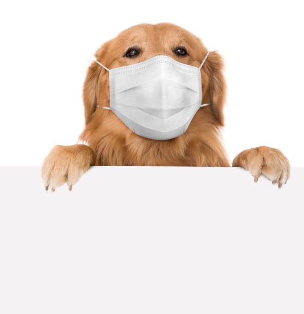 istock Dog with a banner wearing a facemask 1267170503