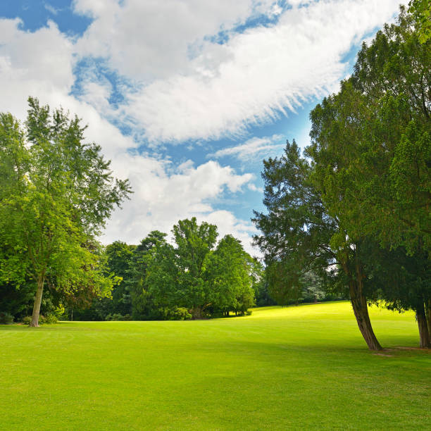 istock Large meadow in beautiful  park 1267171670