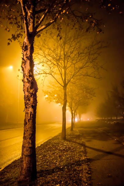 istock Row of trees between the side walk and the road 1267171930