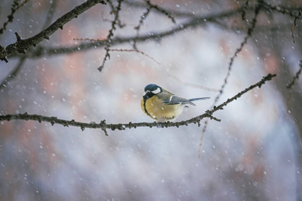 istock Titmouse on a snowy winter day 1267172195