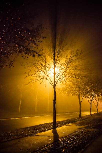 Street light shining through the trees