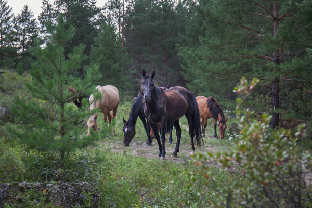 cavalli di diversi colori camminano nella pineta. - livestock horse bay animal foto e immagini stock