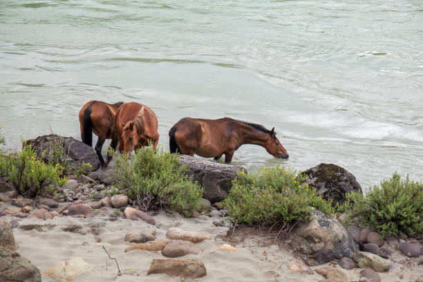 i cavalli della baia scesero verso il fiume di montagna per un poggiaca. - livestock horse bay animal foto e immagini stock