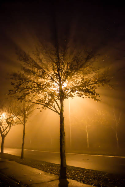 istock Street light shining through the trees 1267173587