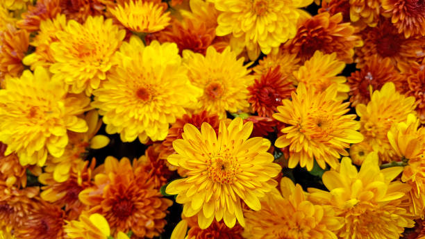 gold autumn mum flowers - yellow chrysanthemum imagens e fotografias de stock