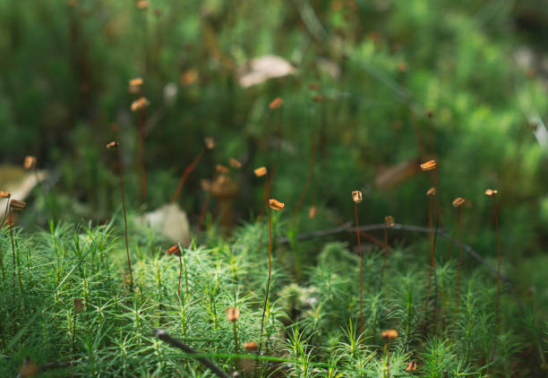 istock moss lit by the sun in the forest in autumn 1267176813