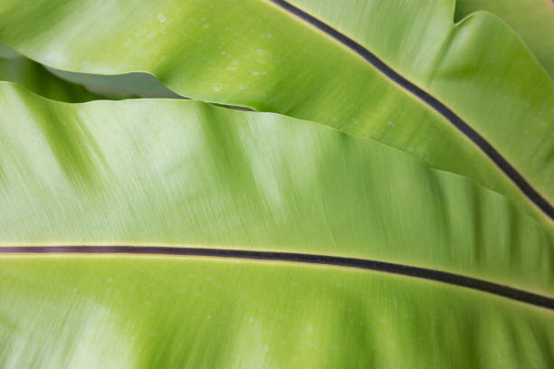 istock Macro photo of Bird Nest Fern using selective focus technique shows the beautiful pattern and texture of green leaves with lighting. It shows the elegance of nature and the environment around. 1267177984
