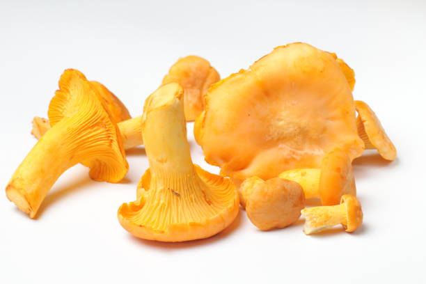 istock Several fresh chanterelle mushrooms of different sizes on a white background close-up 1267178996