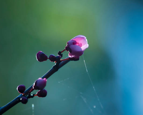 brote de flor de cerezo de nuevo iluminado por el sol de la mañana, con pequeñas telarañas alrededor de las ramas - sky brightly lit branch bud fotografías e imágenes de stock