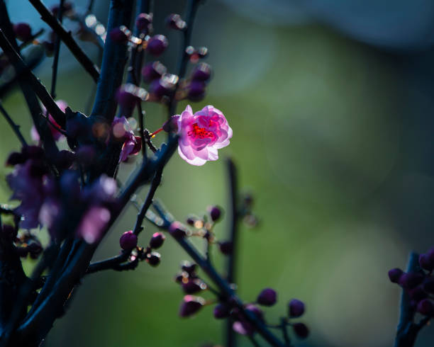 istock Cherry blossoms back lit by the morning sun 1267179104