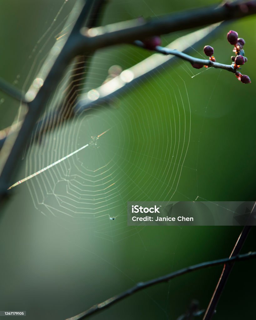 Spider Web Insect Spider Webs With A Tiny Insect In It Under The Cherry Blossom Branches ...