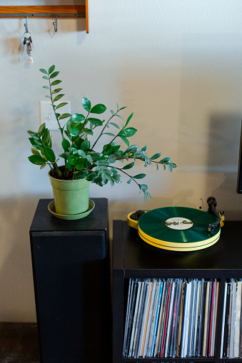 A pleasant living room scene of a green house plant, green planter pot, and green record spinning on a vibrant yellow turntable.