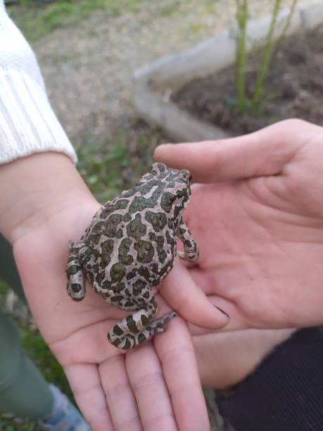 istock toad in the palm of your hand 1267179353