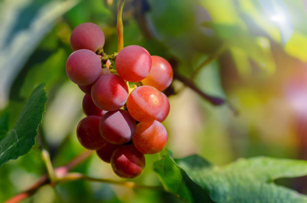istock Ripe grapes. Bunch of grapes on vine 1267180132