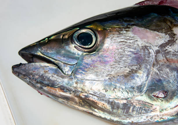 cabeza y ojo de un atún recién capturado de cerca. - big eye tuna fotografías e imágenes de stock