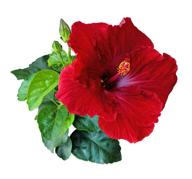 istock Red Hibiscus flowers Chinese Rose Isolated on white background 1267181440