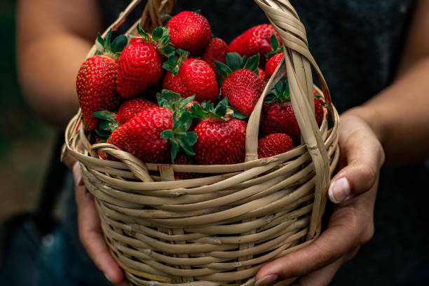 istock Girl holding basket with strawberries 1267181529