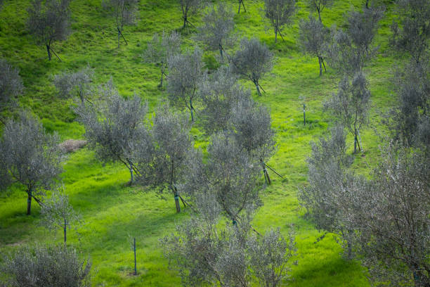 Some young fresh Olive trees on a hill in national park Rosandra in Italy, Euirope