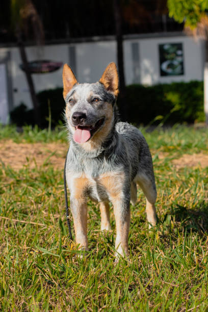 istock Rustic Heeler Kennel pupppy dog 1267181662