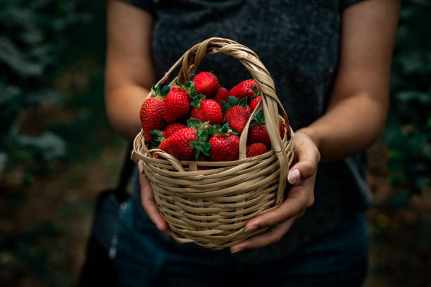 istock Girl holding basket with strawberries 1267181756