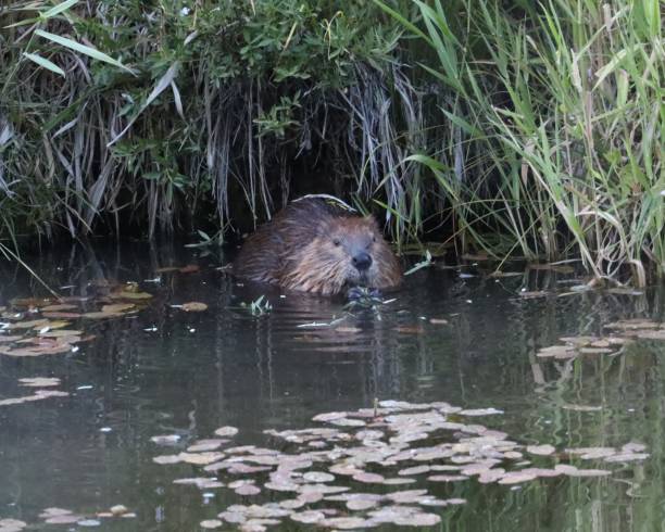 istock Beaver Munching on Tender Twigs 1267182683