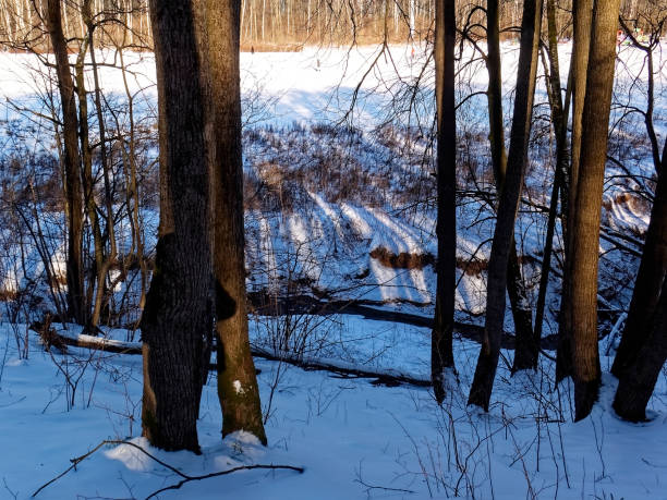 istock shadows from trees in the forest in winter 1267183571