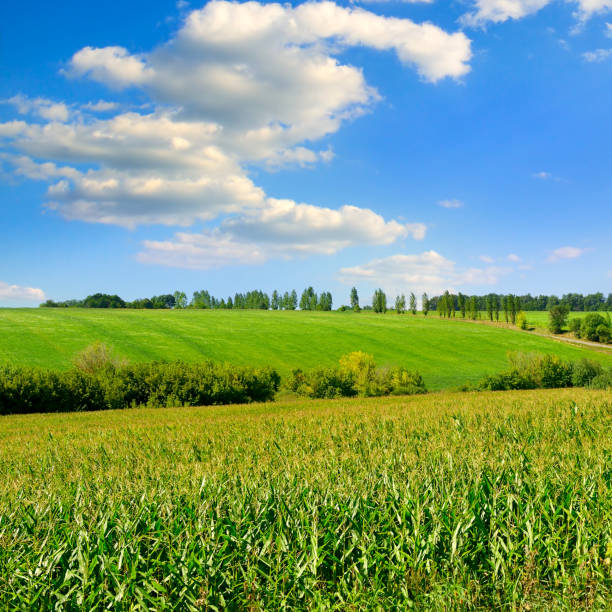 istock Green cornfield and beautiful clouds in the blue sky. 1267183729