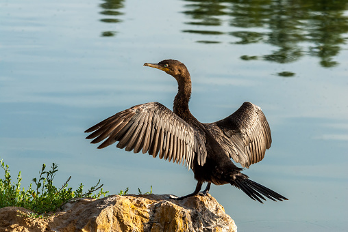 Unlike its similar seagoing cousins, the Neotropic Cormorant (Phalacrocorax brasilianus) can thrive in an arid climate as long as there are ponds or wetlands with small fish and amphibians for the cormorants to eat. Unlike most birds, cormorant feathers get wet when they dive for fish so they need to dry them out before they can fly efficiently. After fishing, cormorants perch on a branch or log with their wings outstretched in the sunshine. This cormorant was photographed with its wings spread at Walnut Canyon Lakes in Flagstaff, Arizona, USA.