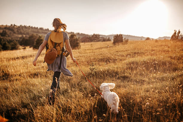 menina caminhando com cachorro de estimação - pets grass scenics dog - fotografias e filmes do acervo