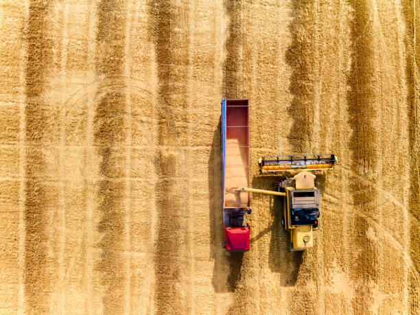 aerial drone top view from above: overloading grain from combine harvesters into grain truck in field. harvester unloder pouring wheat into box body. farmers at work. agriculture harvesting season - tractor agricultural machinery agriculture commercial land vehicle imagens e fotografias de stock