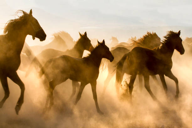 лошадей - horses running стоковые фото и изображения