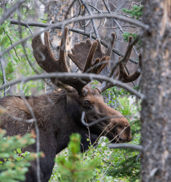 Bull Moose Foraging in a Woodland A large bull moose forages through a lush woodland on a late summer afternoon summit county stock pictures, royalty-free photos & images