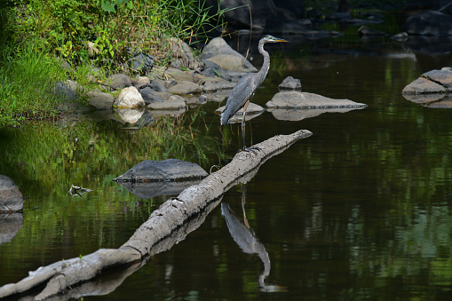 Great blue heron on log in Connecticut's wild and scenic Bantam River