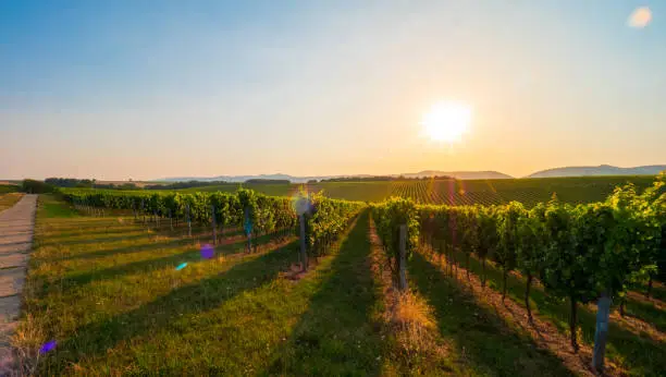 Beautiful sunset in the vineyards in summer