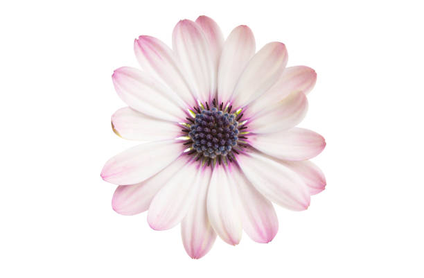 istock Osteospermum daisy flower isolated 1267189448