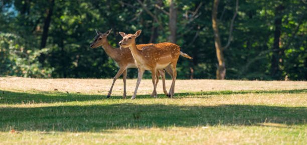 istock Deer in a forest on a sunny day in summer 1267189513