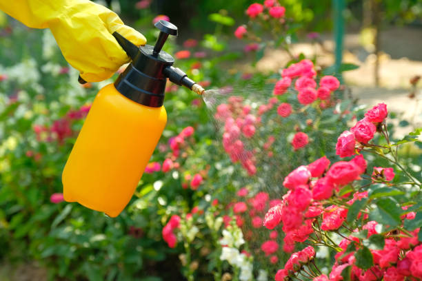 Pest control concept. Garden spray bottle with pesticides spraying on roses flowers. Pest control concept. Garden spray bottle with pesticides spraying on roses flowers. insecticide photos stock pictures, royalty-free photos & images