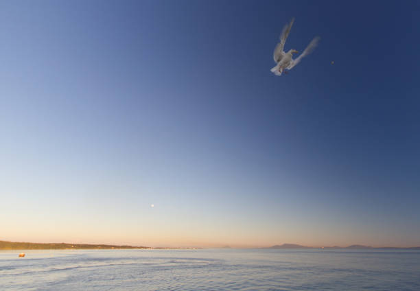 istock Morning sunrise in the Gulf Islands, BC 1267191971