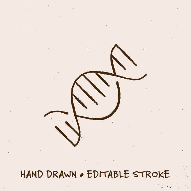 Hand Drawn DNA Icon with Editable Stroke Sketchy DNA Double Helix Icon with Editable Stroke laboratory technician icon stock illustrations