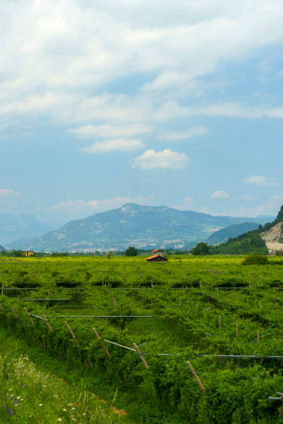 istock Cycleway along the Adige river from Rovereto to Trento 1267192584