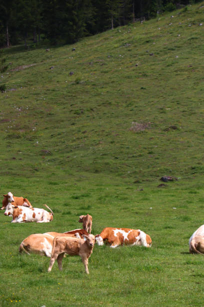 istock Group of Cows lying on mountain meadow 1267193415