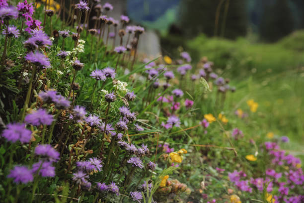 Herb flower meadow in Austrian Alps Mountain