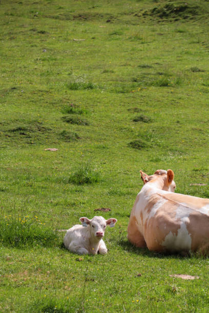 istock Group of Cows lying on mountain meadow 1267193450