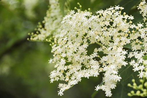 Elderflower Bush with white blossoms in the forest