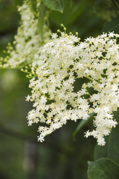 istock Elderflower Bush with white blossoms 1267193937